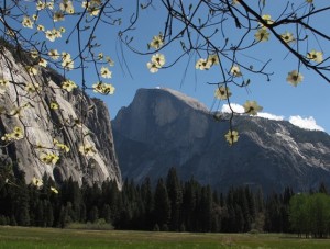 Yosemite's Half Dome with Dogwood Blossoms