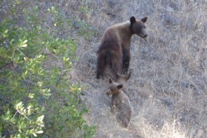 Mom Black Bear and cub