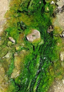Hot Springs Algae