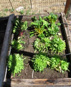 Lettuce and Swiss Chard