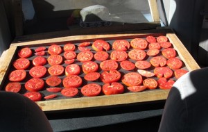 Second Batch of Drying Tomatoes