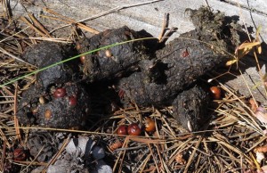 Currant in bear feces