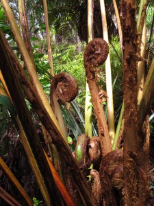 native tree ferns