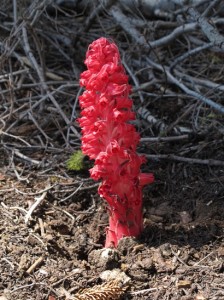 Snow Plant with green