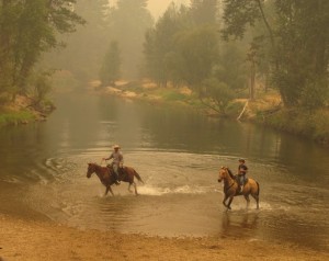 Merced River-Horses