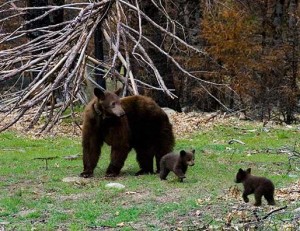 Black Bear mother and cubs